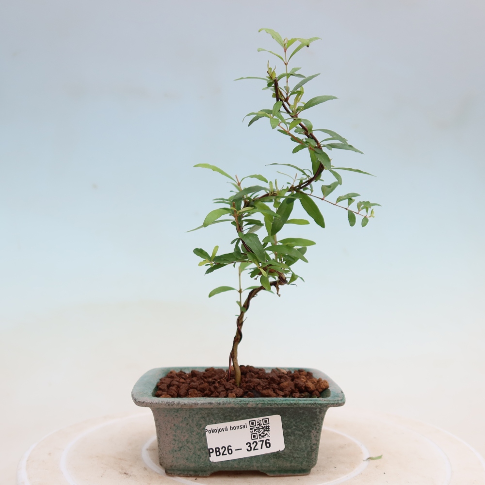 Kamerbonsai-PUNICA granatum nana-Granaatappel