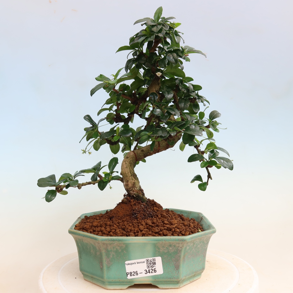 Kamerbonsai - Carmona macrophylla - Thee fuki