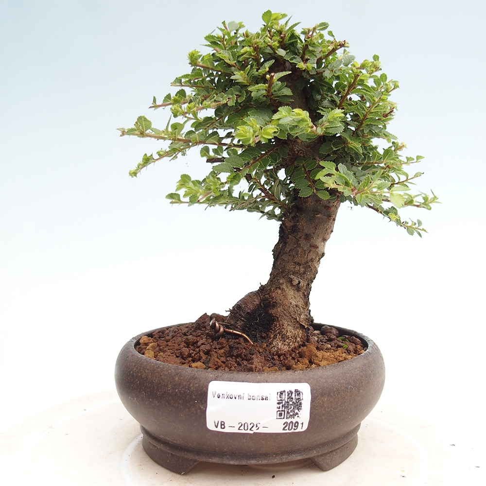 Bonsai voor buiten - Ulmus parvifolia Hokkaido - Chinese iep