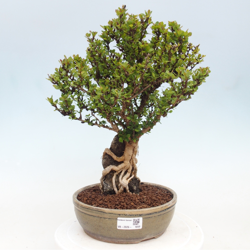 Bonsai voor buiten - Berberis coreana