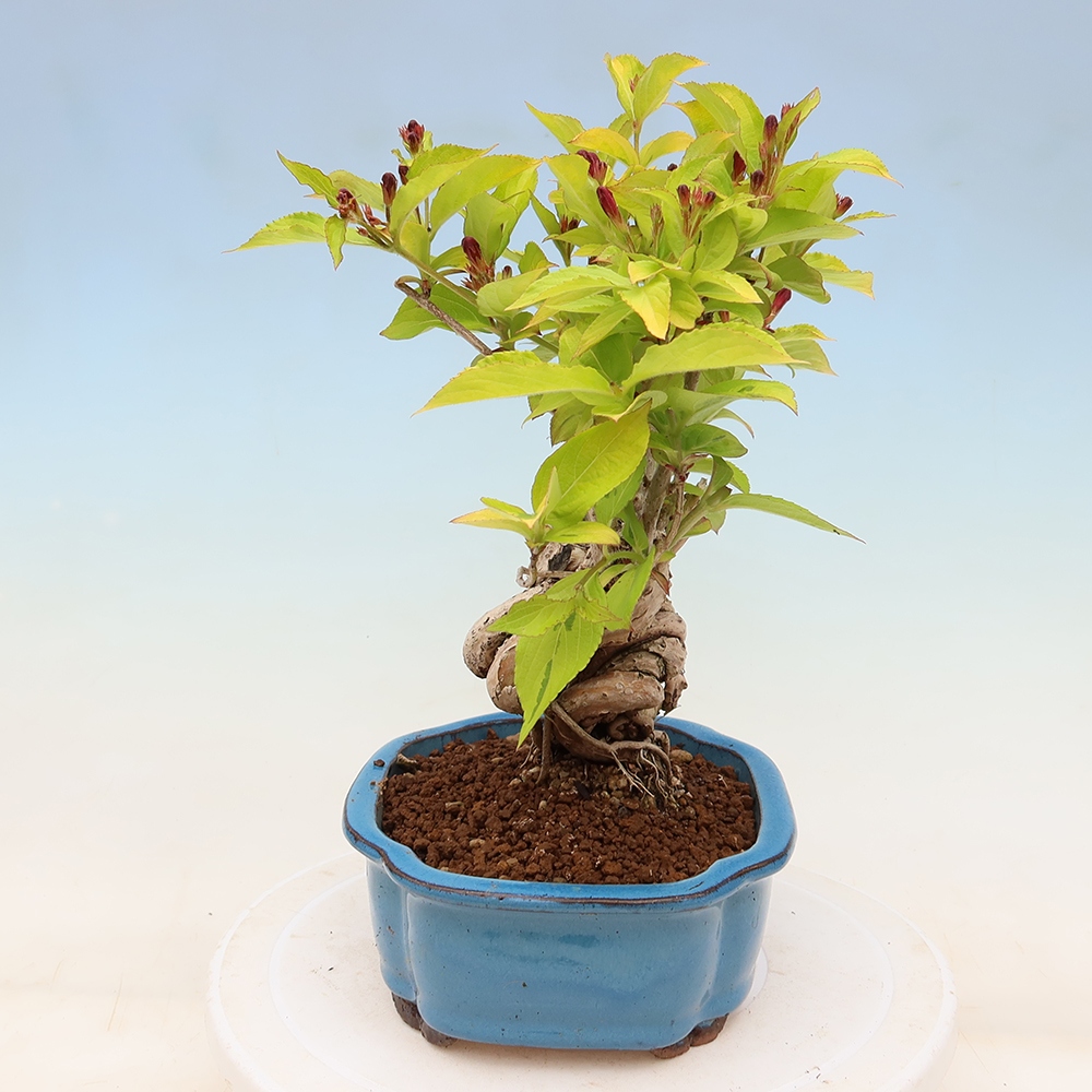 Buitenbonsai - Weigela subsessilis - Koreaanse weigela