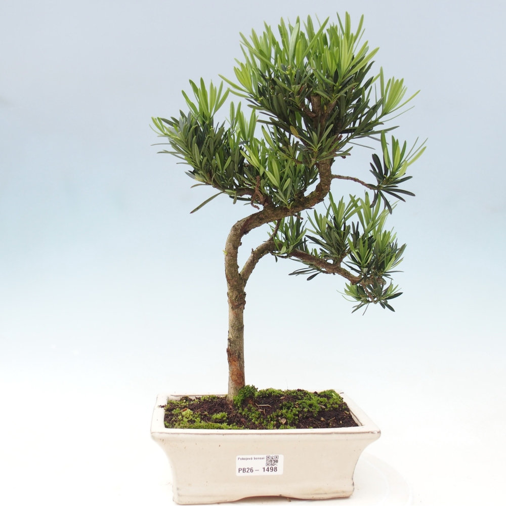 Kamerbonsai - Podocarpus - Taxus