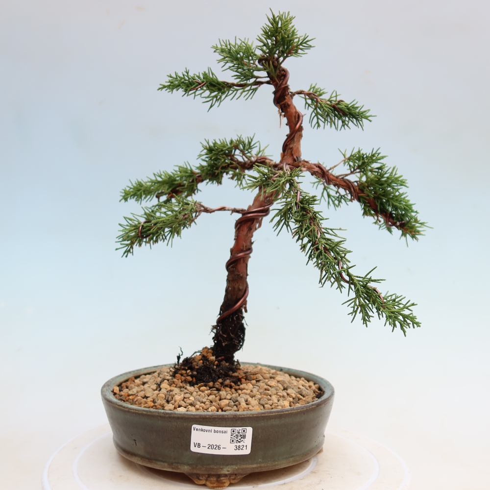Bonsai voor buiten - Juniperus chinensis Kishu