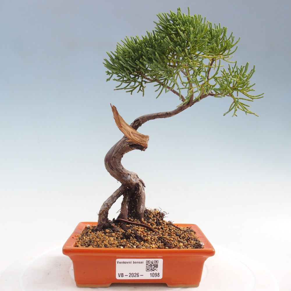 Bonsai voor buiten - Juniperus chinensis Kishu