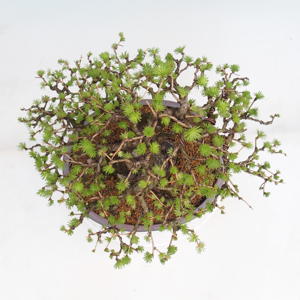 Bonsai voor buiten -Larix decidua - Lariks