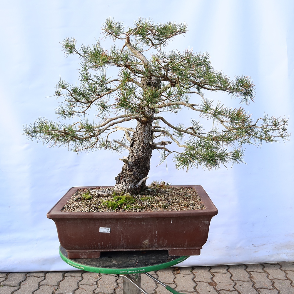 Pinus sylvestris Spanje - grove den