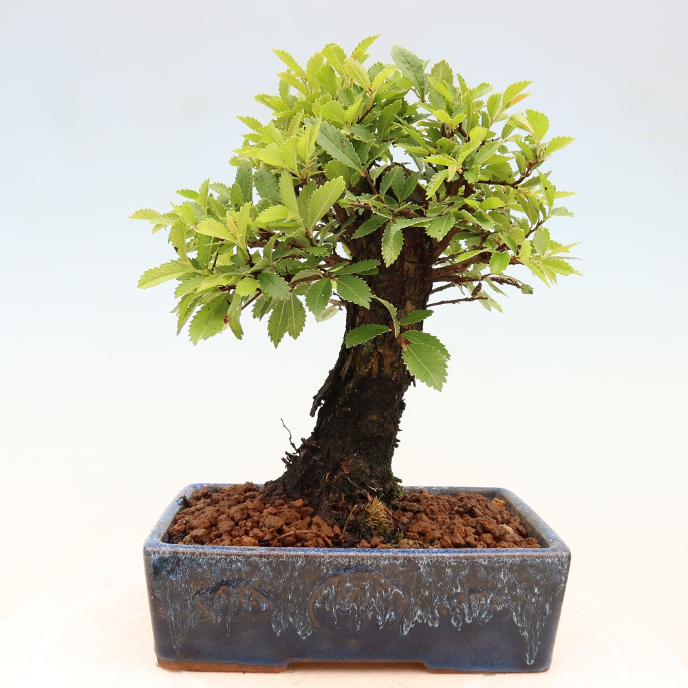 Bonsai voor buiten - Zelkova - Zelkova NIRE