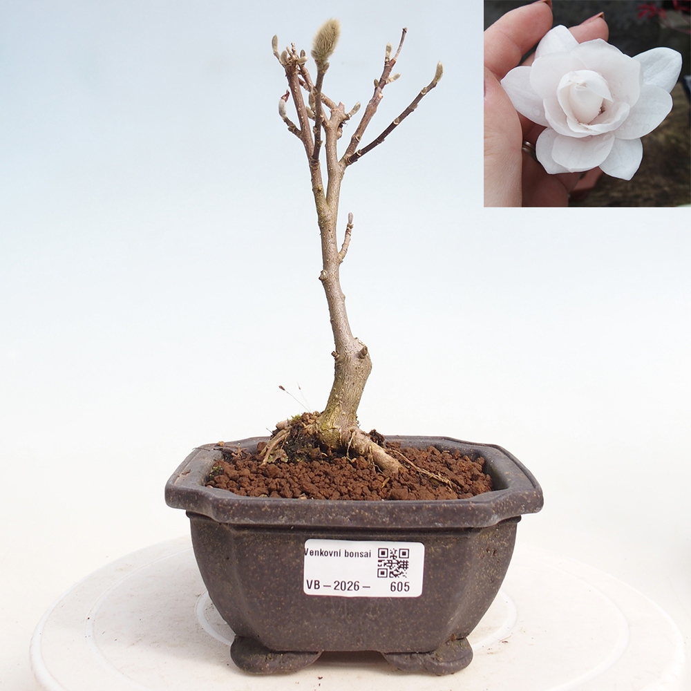 Bonsai voor buiten - Magnolia stellata