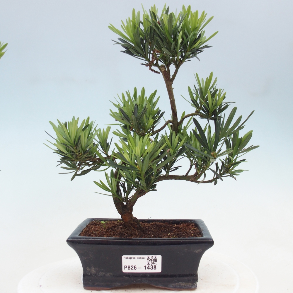 Kamerbonsai - Podocarpus - Taxus