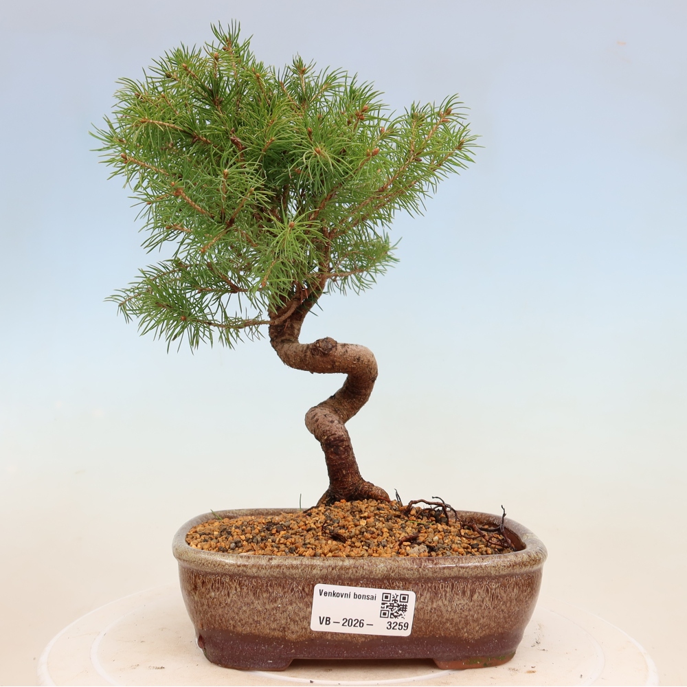 Bonsai voor buiten - Gewone spar - Picea glauca bol