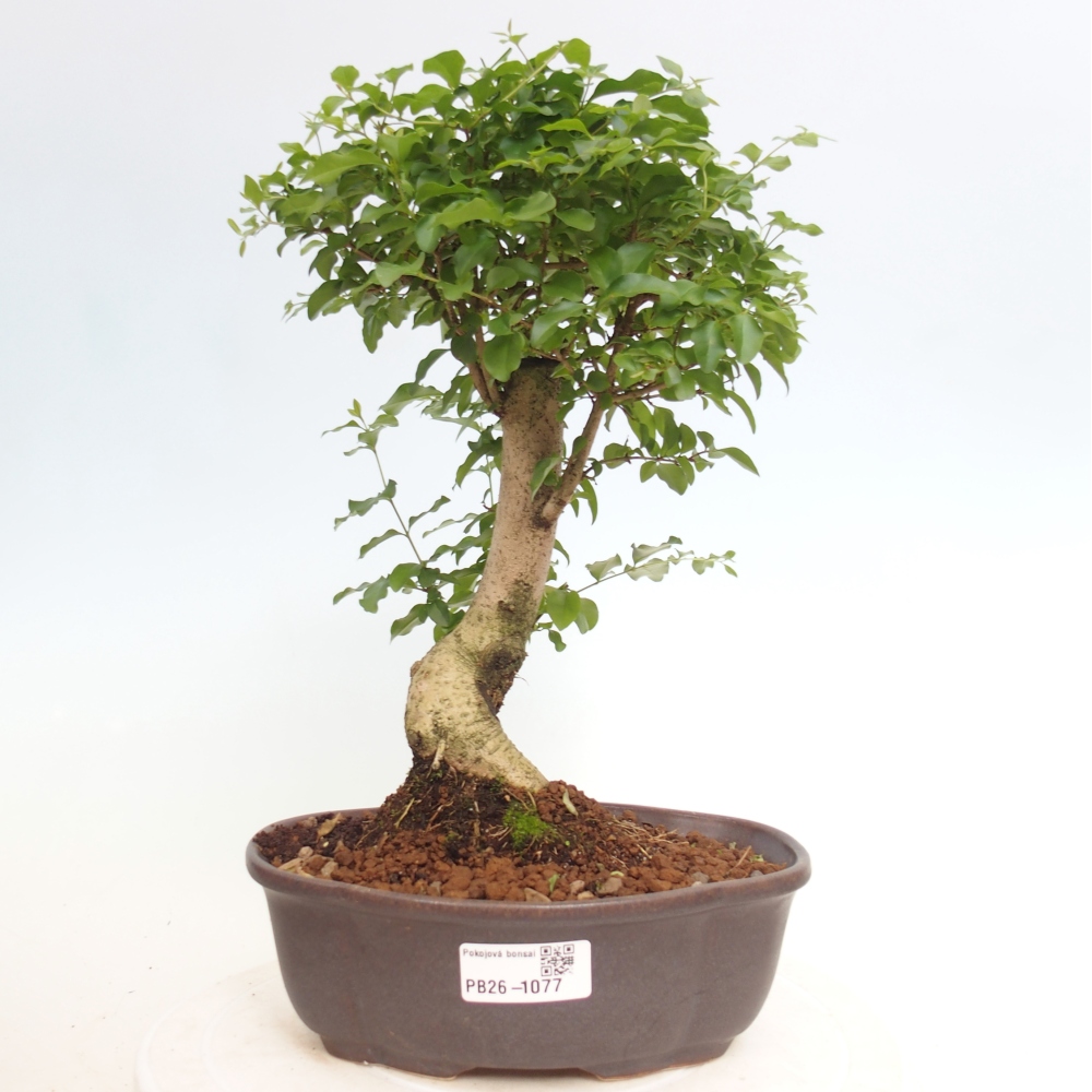 Kamerbonsai -Ligustrum chinensis - Vogelsnavel