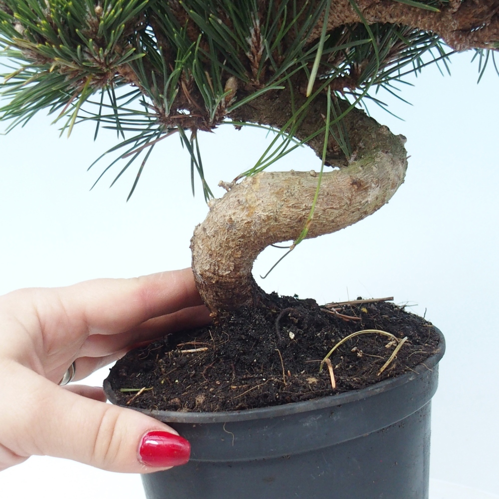 Bonsai voor buiten - Pinus thunbergii senjyumaru - Thunberg den