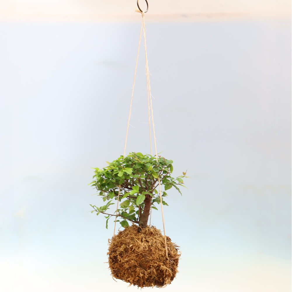 Kokedama in keramiek - Sagerecia thee - Sageretia thea