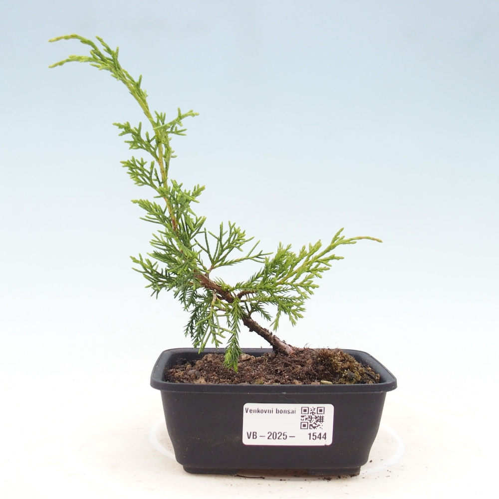 Bonsai voor buiten - Juniperus chinensis Itoigawa