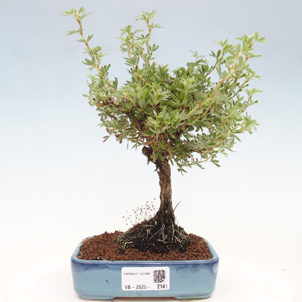 Bonsai voor buiten - Potentila fruticosa gele vogel