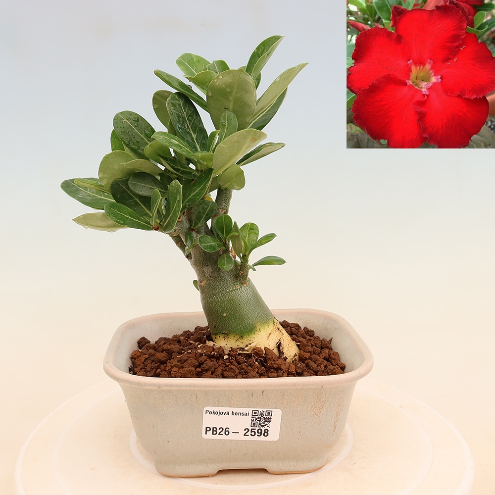 Kamerbonsai - Adenium obesum Red Star - Woestijnroos