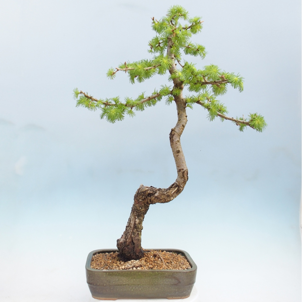 Bonsai voor buiten -Larix decidua - Lariks