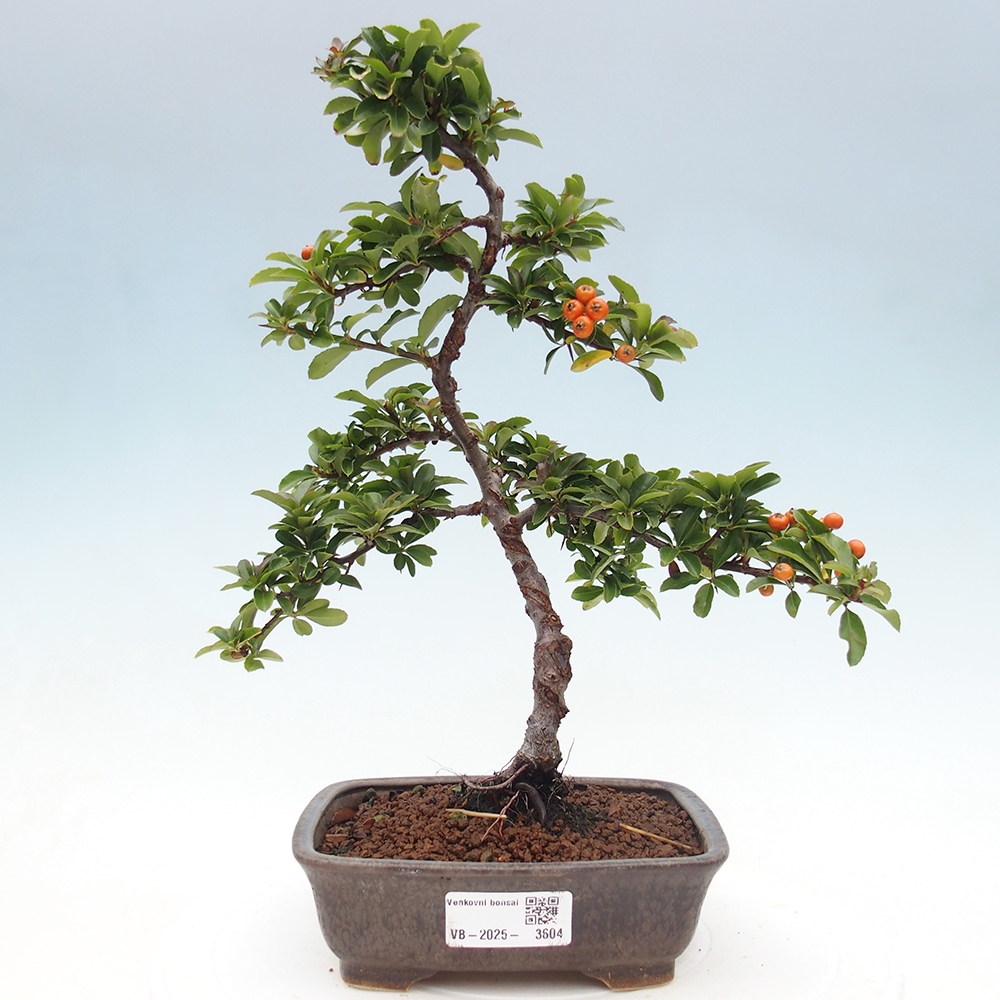 Bonsai-Pyracantha Teton voor buiten -Hlox