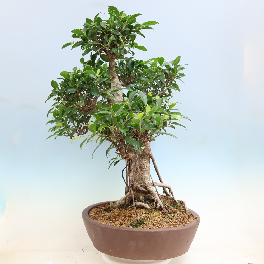 Kamerbonsai - Ficus kimmen - kleinbladige ficus