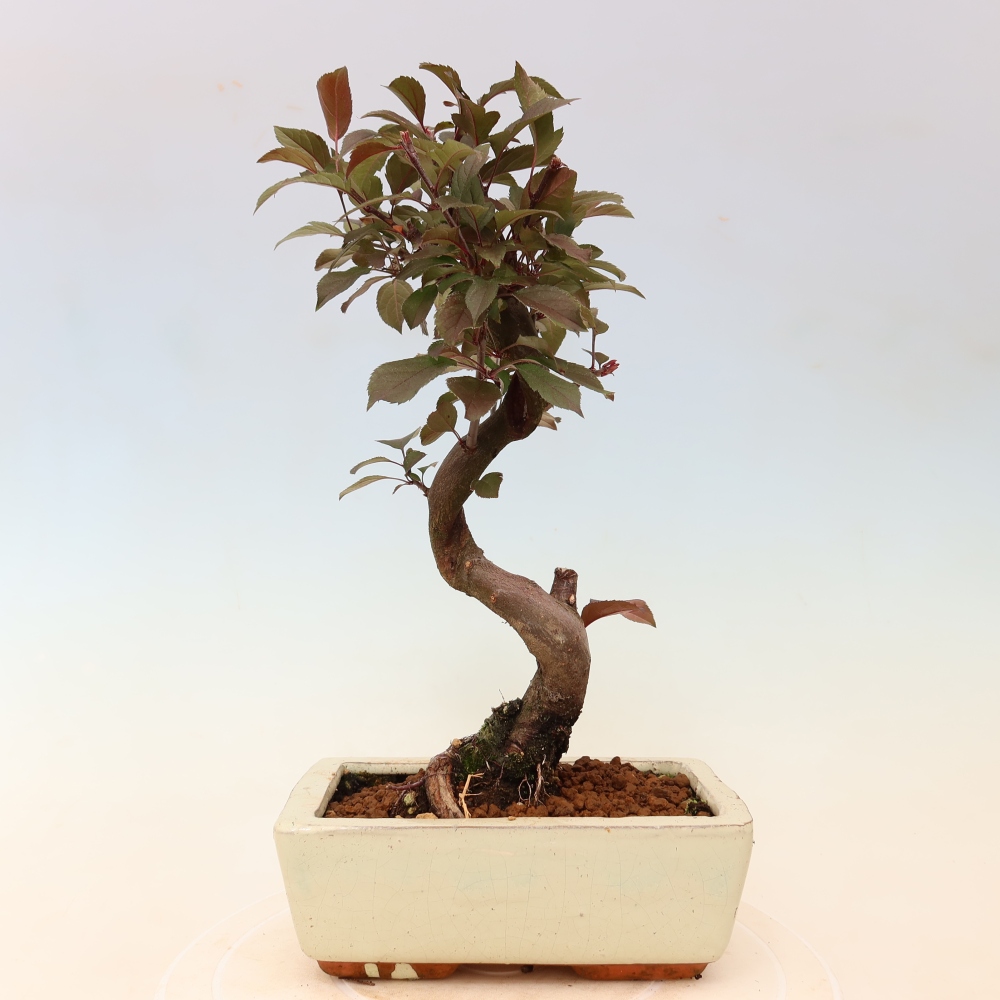 Bonsai voor buiten -Malus domestica - Roodbladige appelboom met kleine vruchten