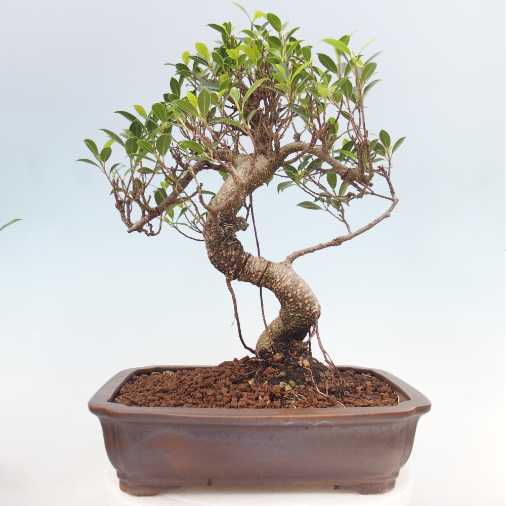 Kamerbonsai - Ficus kimmen - kleinbladige ficus