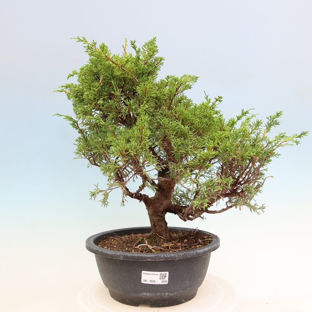 Bonsai voor buiten - Juniperus chinensis Itoigawa-Juniperus chinensis