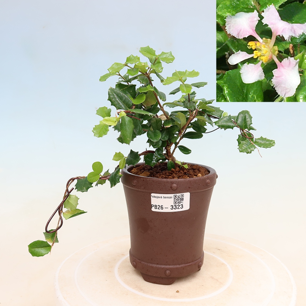 Kamerbonsai - Barbados-kers (Malpighia coccigera)