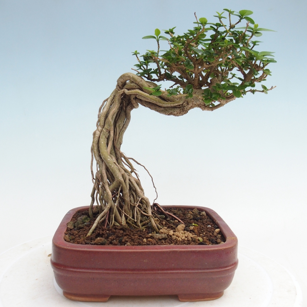 Bonsai voor binnen - Premna serratifolia - Kozlovna malolista