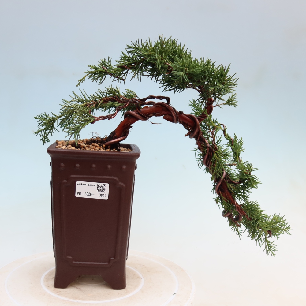 Bonsai voor buiten - Juniperus chinensis Kishu
