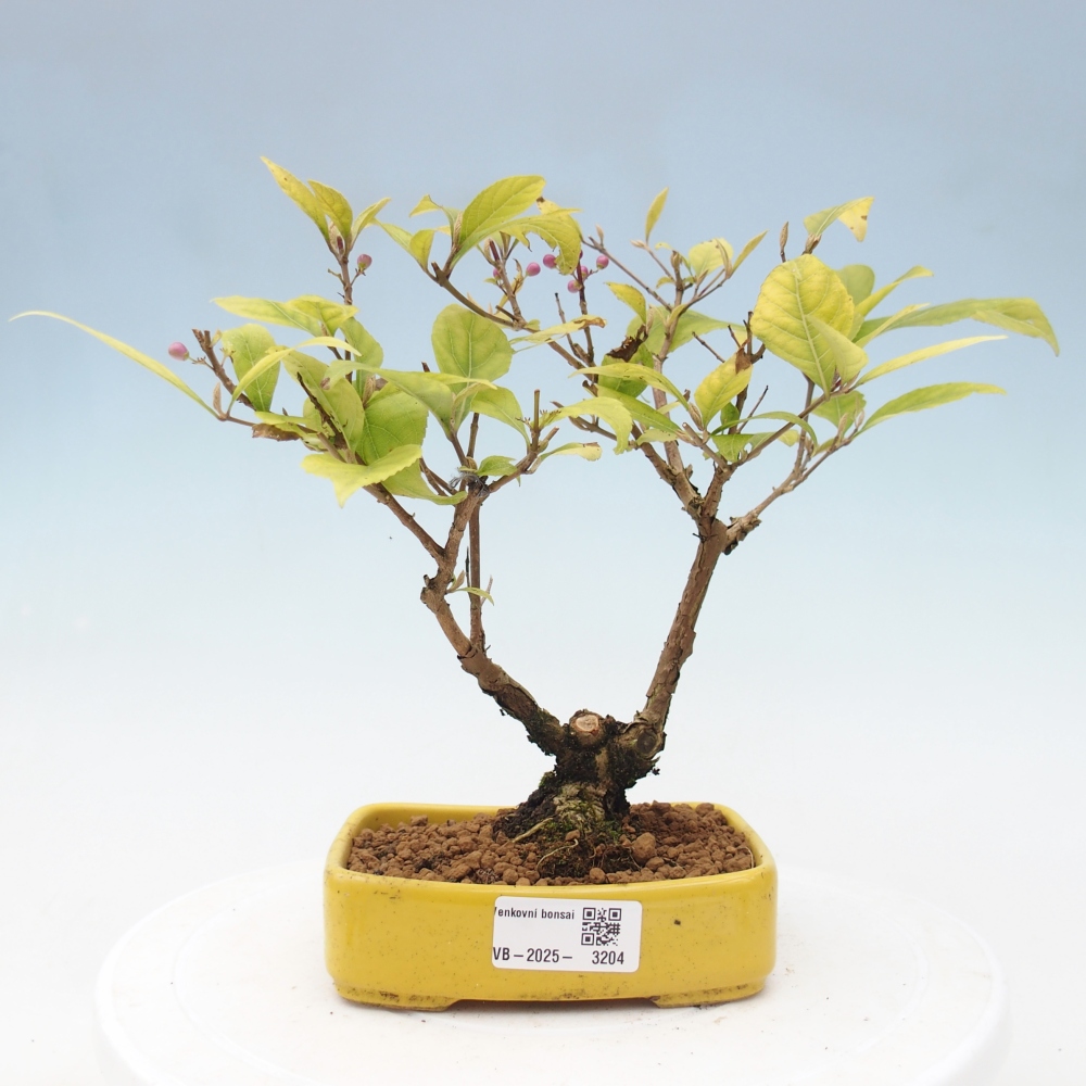 Bonsai voor buiten - Callicarpa japonica
