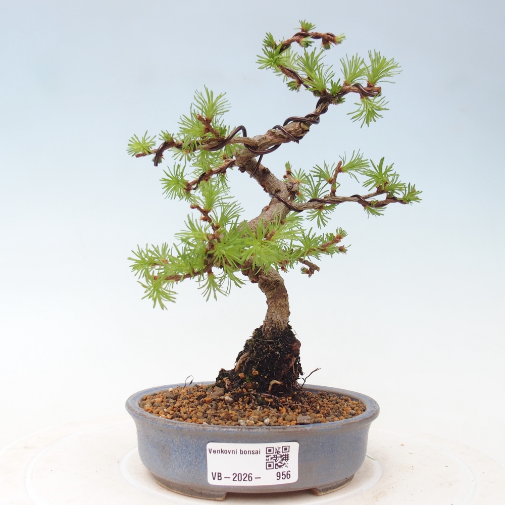 Bonsai voor buiten - Larix Kaempferi - Japanse lariks