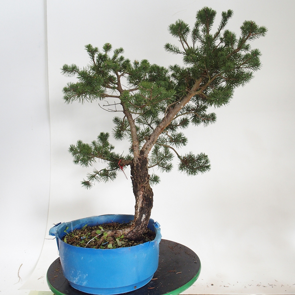 Yamadori - Pinus sylvestris Spanje