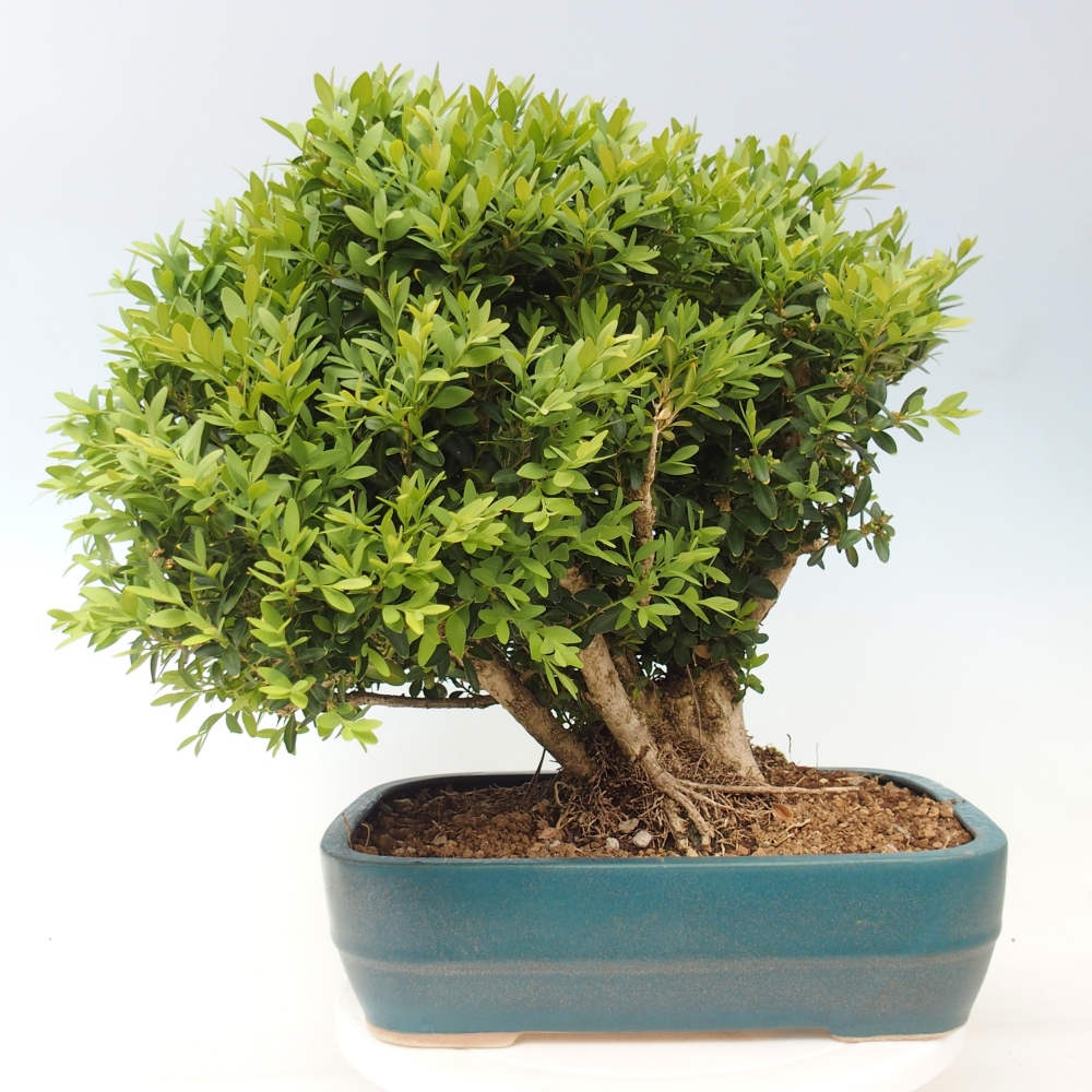 Bonsai voor buiten - Buxus sempervirens - buxus