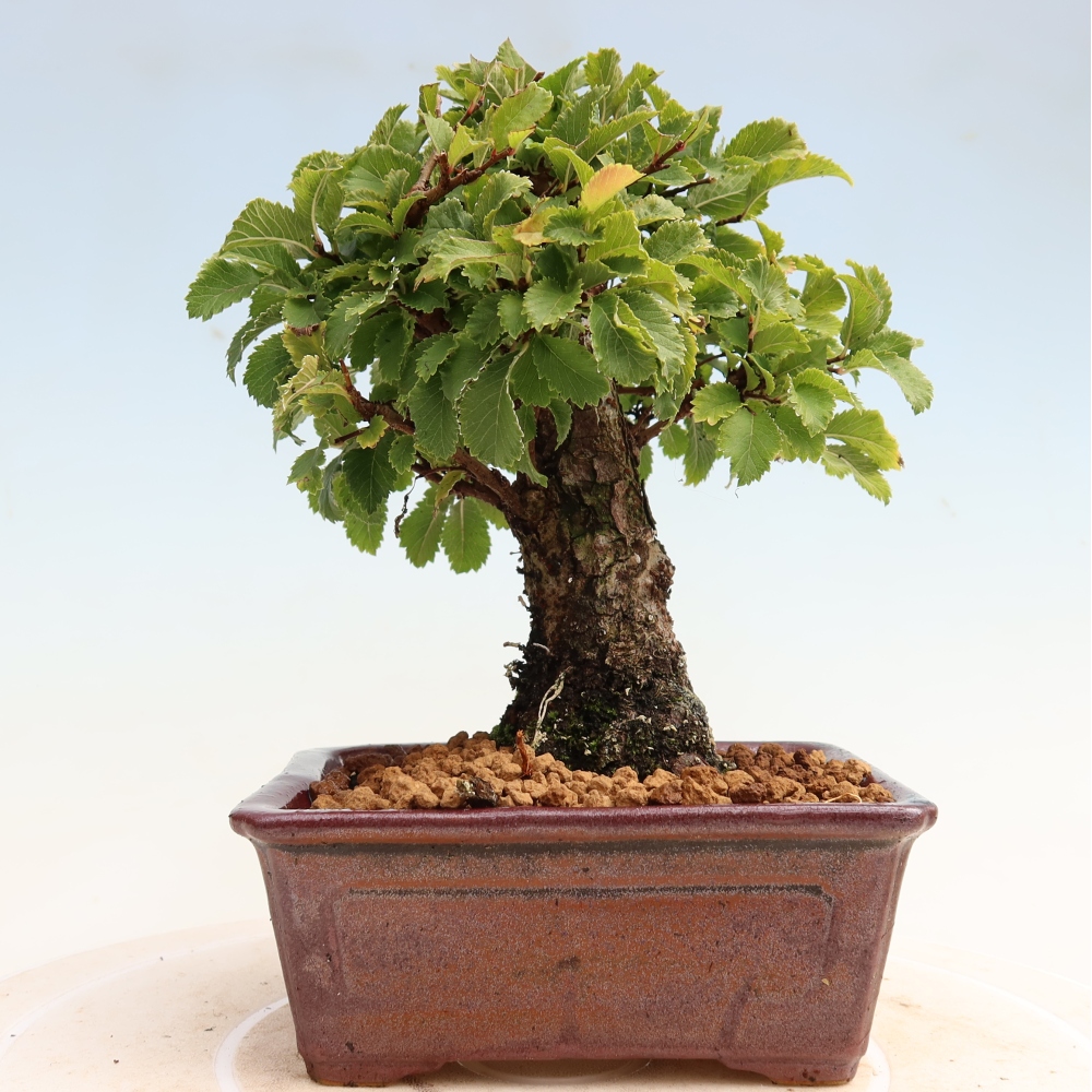 Bonsai voor buiten - Zelkova - Zelkova NIRE