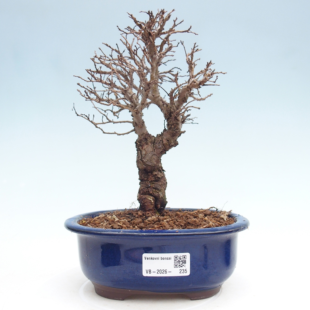 Bonsai voor buiten - Zelkova - Zelkova NIRE