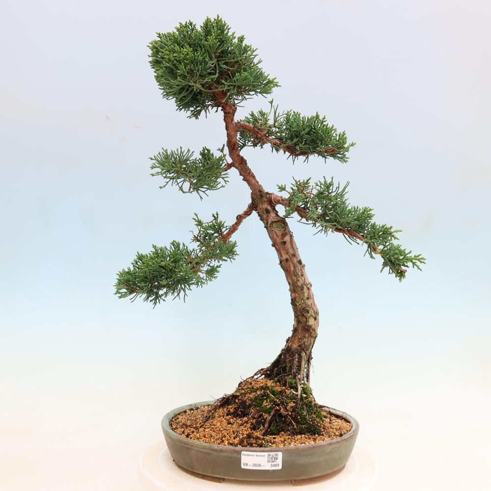Bonsai voor buiten - Juniperus chinensis Kishu