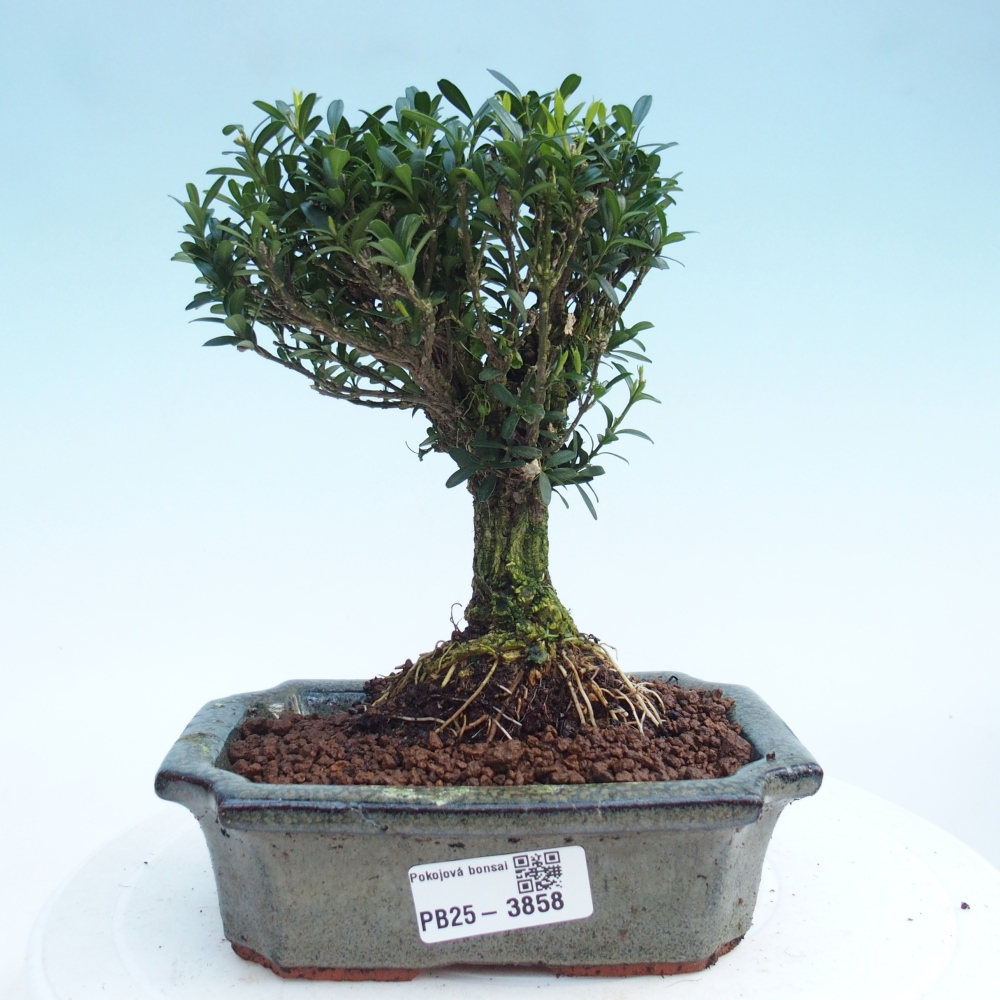 Kamerbonsai - Buxus harlandii - kurk buxus