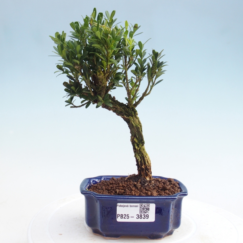 Kamerbonsai - Buxus harlandii - kurk buxus