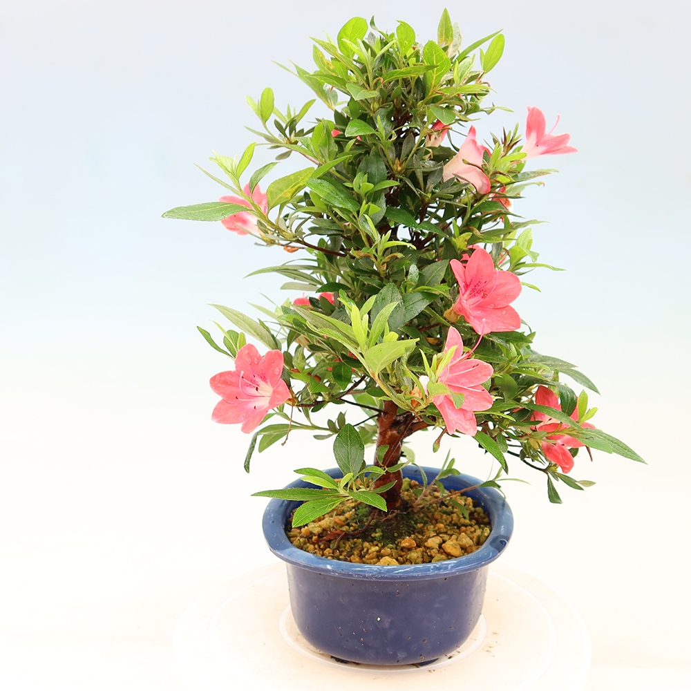 Bonsai voor buiten - Japanse Azalea - Azalea Beniko