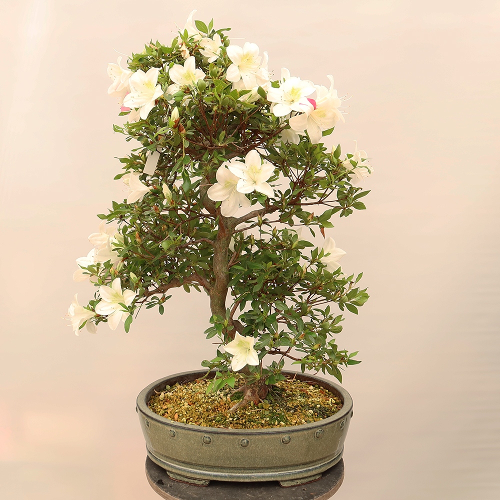 Bonsai voor buiten - Japanse Azalea - Azalea Hand
