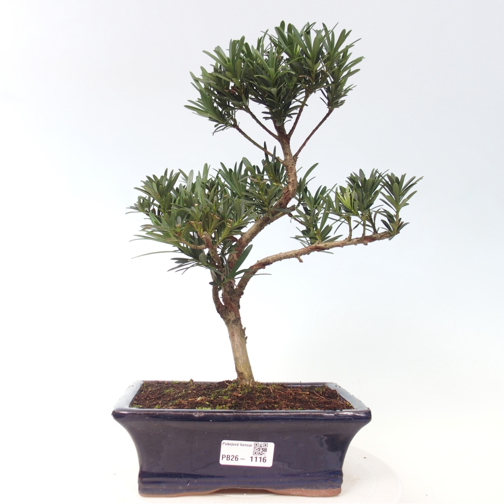 Kamerbonsai - Podocarpus - Taxus