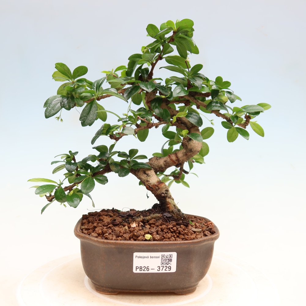 Kamerbonsai - Carmona macrophylla - Thee fuki
