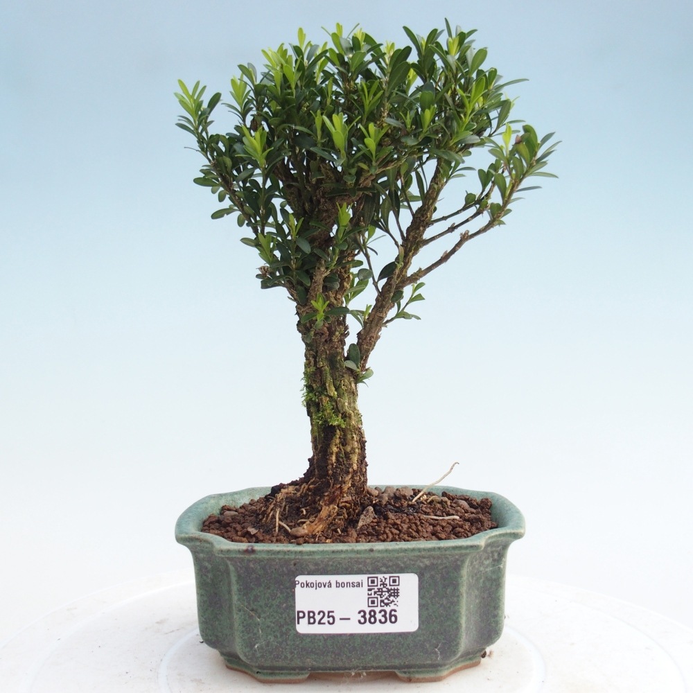 Kamerbonsai - Buxus harlandii - kurk buxus