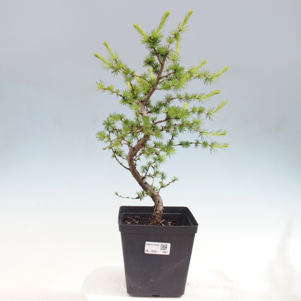 Bonsai voor buiten -Larix decidua - Lariks