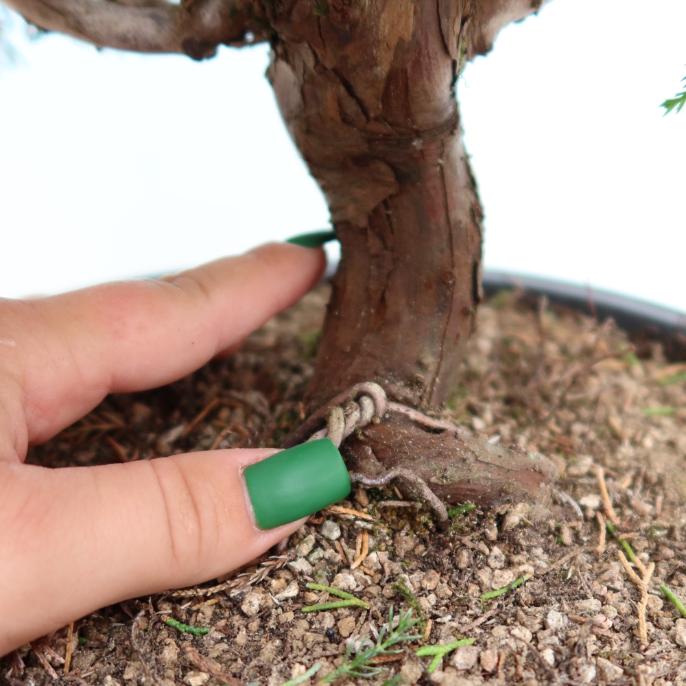Bonsai voor buiten - Juniperus chinensis Itoigawa-Juniperus chinensis