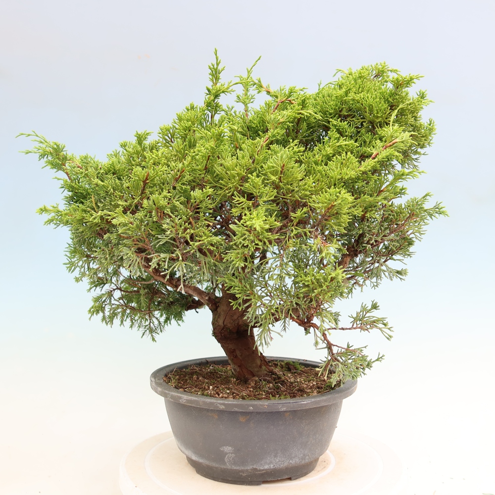 Bonsai voor buiten - Juniperus chinensis Itoigawa-Juniperus chinensis