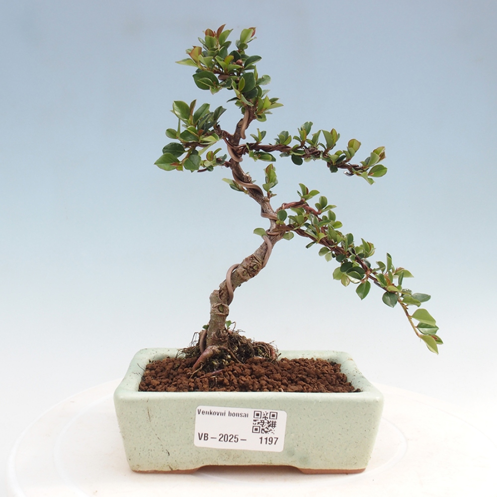 Bonsai-Cotoneaster horizontalis voor buiten - Rocky Mountain