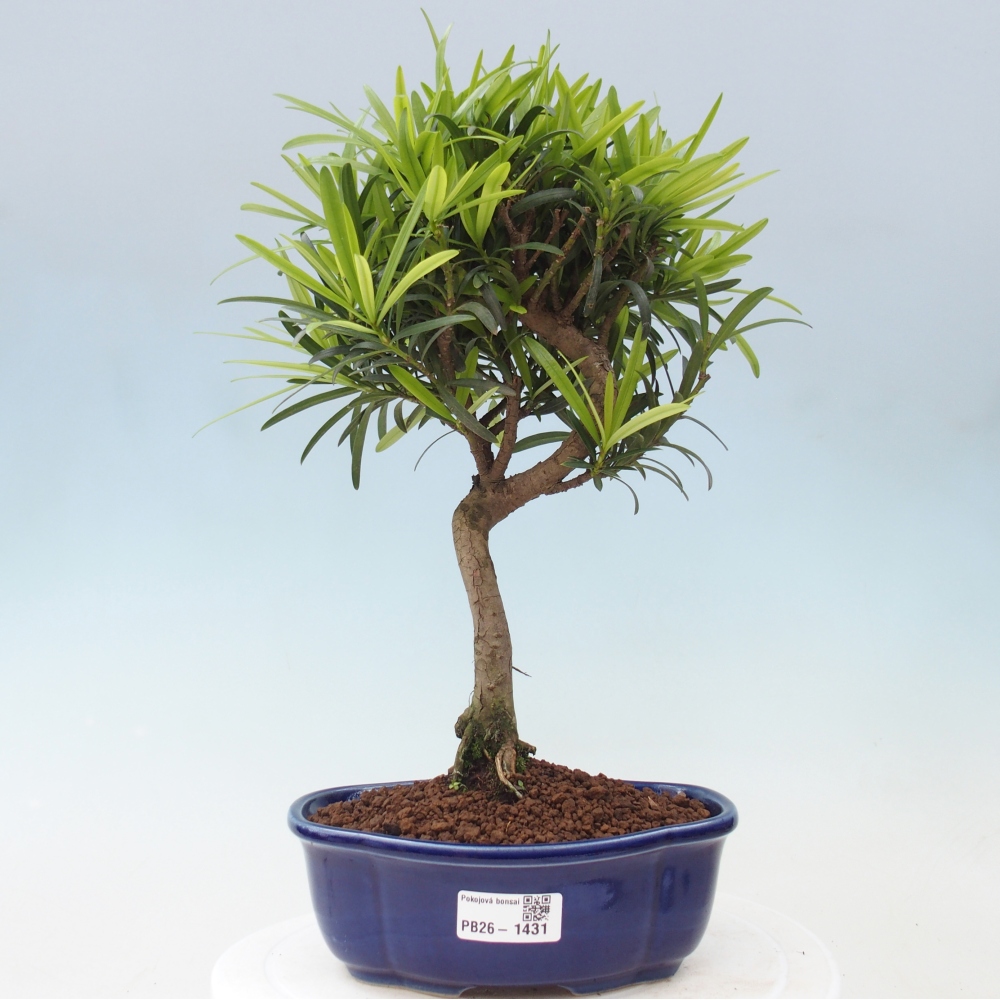 Kamerbonsai - Podocarpus - Taxus