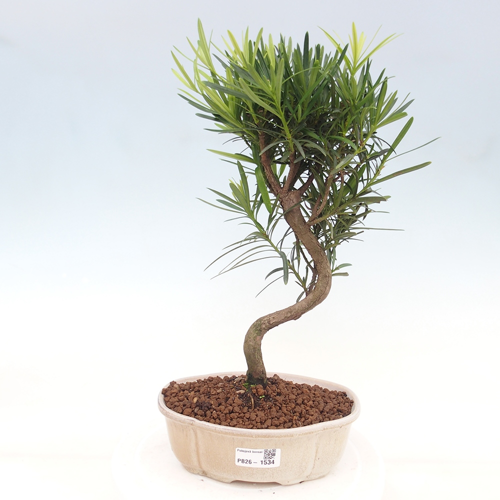 Kamerbonsai - Podocarpus - Taxus