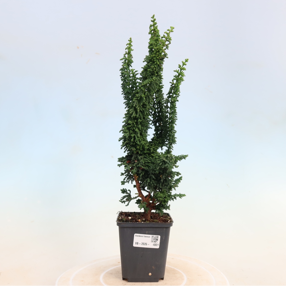 Bonsai voor buiten - Cham. obtusa SEKKA HINOKI - Cipres